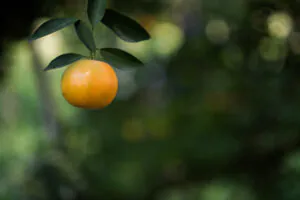 O fruto que permanece